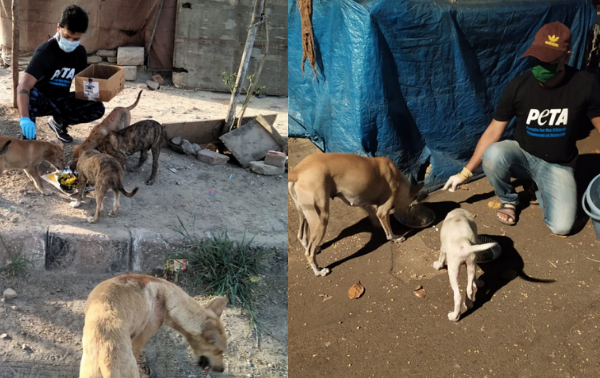 PETA इंडिया की अपील के बाद भारतीय जीव जन्तु कल्याण बोर्ड ने सभी राज्यों को सामुदायिक जानवरों के भोजन हेतु धनराशि आवंटित करने का सुझाव दिया