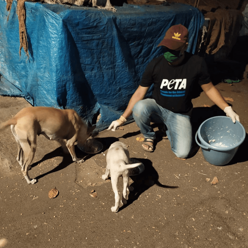 Animal Welfare Board of India (AWBI) Advises all States and Union  Territories to Allocate Funds for Community Animals, Following PETA India's  Appeal - Blog - PETA India