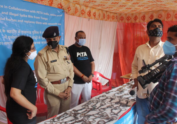 Lucknow Police and PETA India to Display 70 Seized Illegal Spiked Bits Used to Control Horses