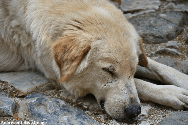 Alwar Police Arrest Two Men for Allegedly Chopping Off a Dog's Legs, Killing Him - Blog - PETA India Alwar Police Arrest Two Men for Allegedly Chopping Off a Dog's Legs, Killing Him - Blog - PETA India