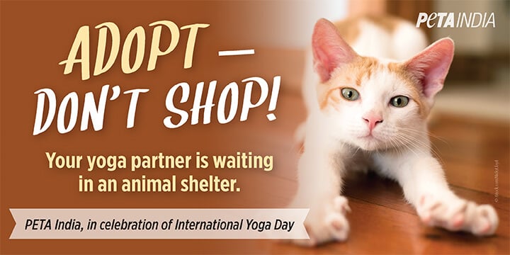 International sales pet adoption