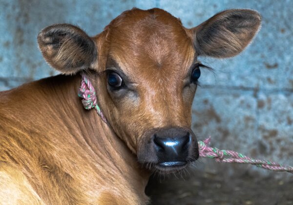 PETA इंडिया ने भारतीय दवा नियंत्रक से COVAXIN के उत्पादन में नवजात बछड़े का सीरम लेने की बजाए गैर पशु विधियों को अपनाने का अनुरोध किया