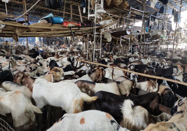 PETA इंडिया की जाँच में खुलासा : ईद-उल-अज़हा (बक़रीद) से ठीक पहले मुंबई भर में बकरों की बिक्री के अनेकों बाज़ार लगे