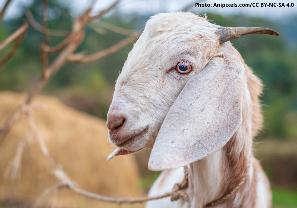 Kolhapur: FIR Registered for Goat Sacrifice Following PETA India Complaint
