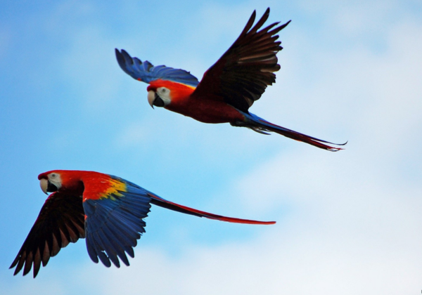 Peta India India S Animal Rights Organisation Peta India