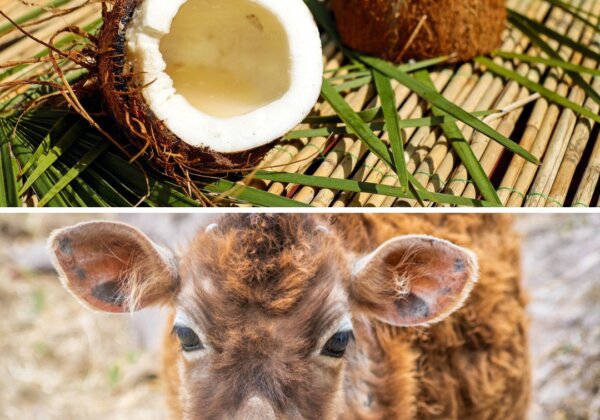 PETA इंडिया ने गाय प्रशंसा दिवस के अवसर पर ‘चमड़ा निर्यात परिषद’ से पेड़-पौधों का प्रयोग करके चमड़ा उत्पादन करने का अनुरोध किया