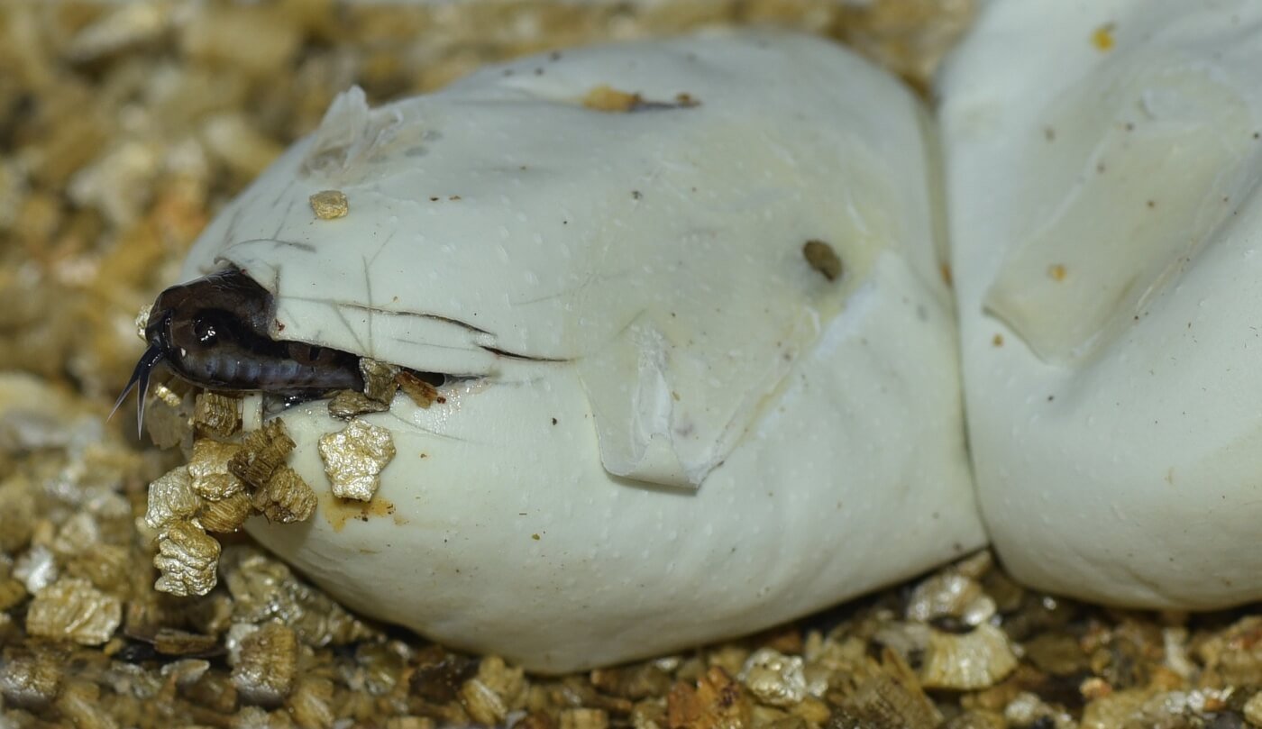 15 Facts About Snakes - Blog - PETA India 15 Facts About Snakes - Blog - PETA India