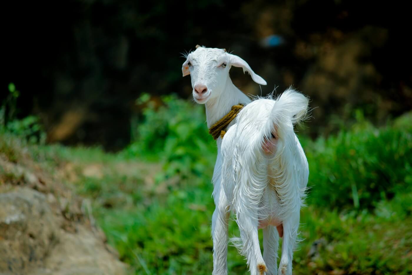 Pledge to Celebrate a Cruelty-Free Eid al-Adha