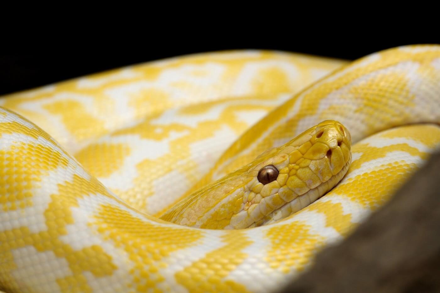 15 Facts About Snakes - Blog - PETA India