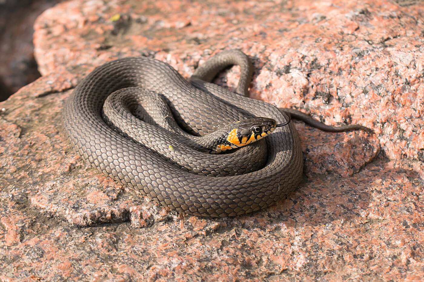 15 Facts About Snakes - Blog - PETA India