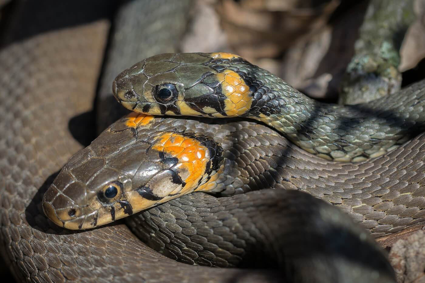 15 Facts About Snakes - Blog - PETA India