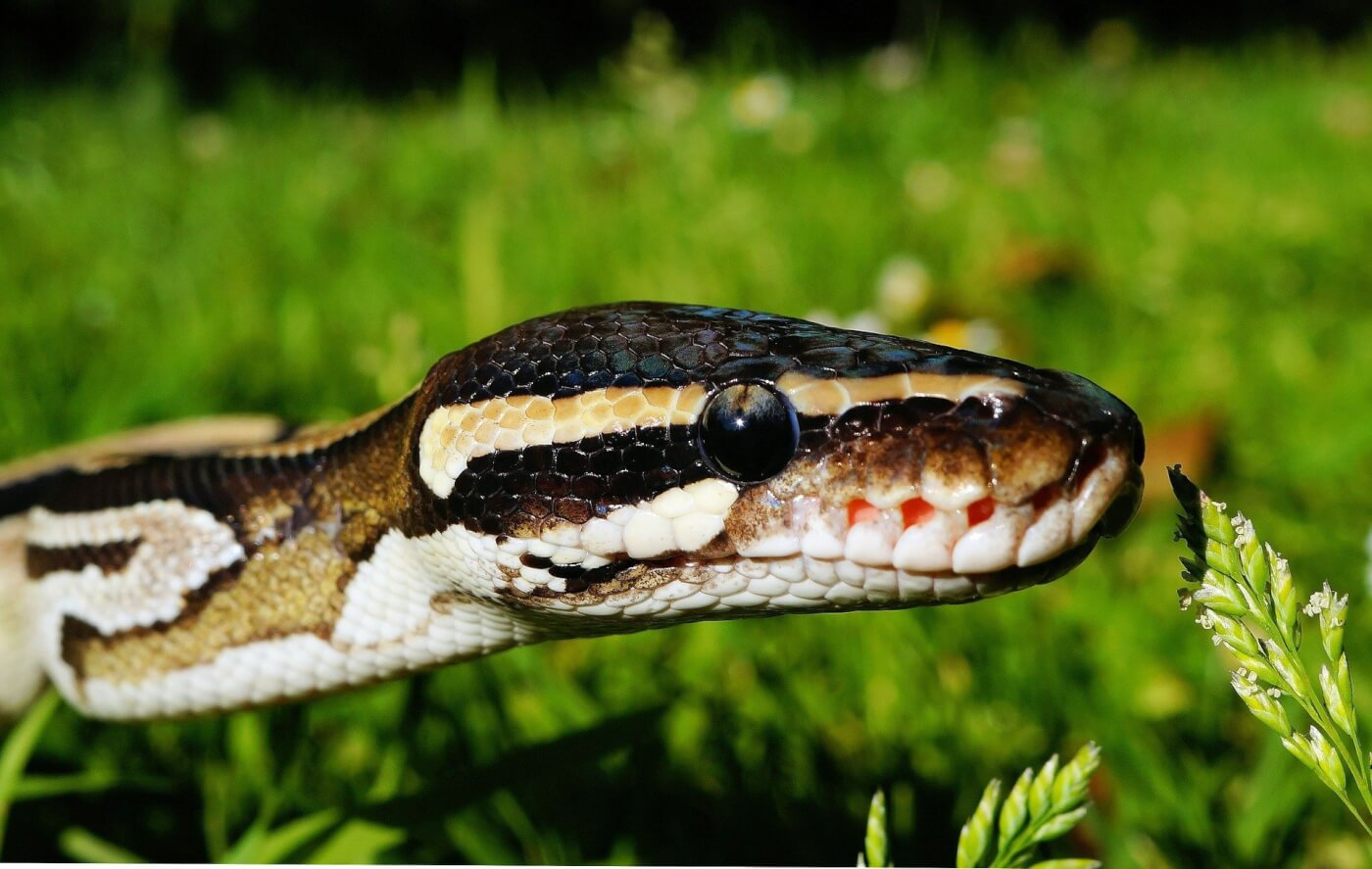 15 Facts About Snakes - Blog - PETA India