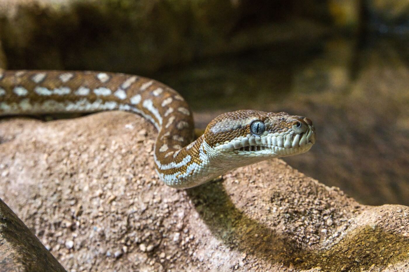 15 Facts About Snakes - Blog - PETA India