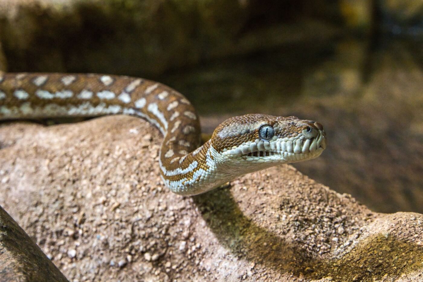 9 Freaky Facts About Snakes
