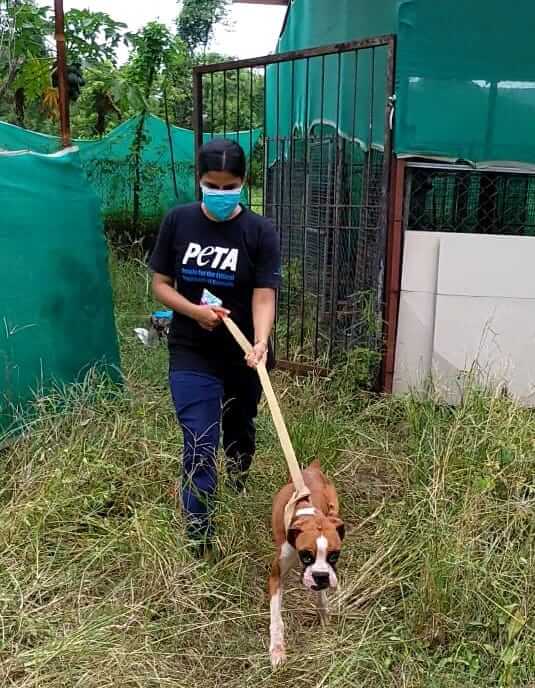 Starved Pedigree Dogs Reduced to Skin and Bones Seized by Thane Rural Police Following PETA India Complaint - Blog - PETA India Starved Pedigree Dogs Reduced to Skin and Bones Seized by Thane Rural Police Following PETA India Complaint - Blog - PETA India