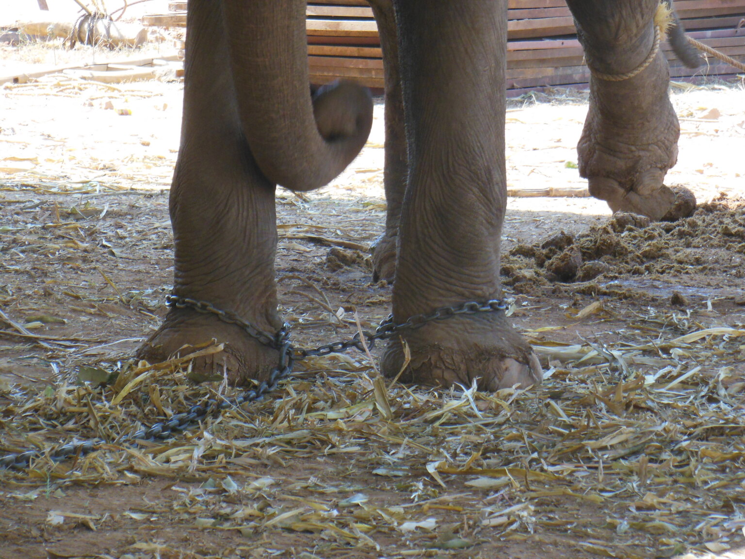 Photos Chained and Beaten Elephants Need Your Help Blog PETA India