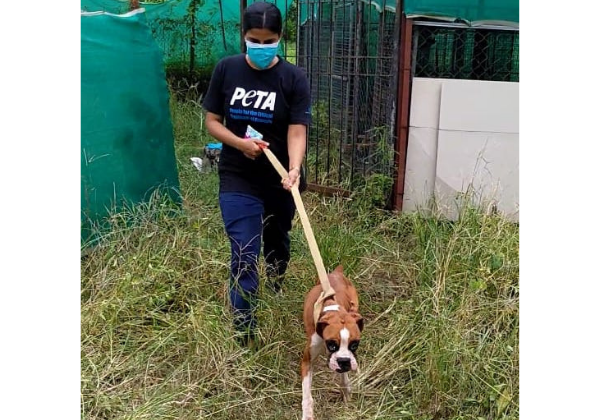 PETA इंडिया की शिकायत पर ठाणे ग्रामीण पुलिस ने भूख से बेहाल होकर हड्डियों का ढांचा बन चुके वंशावली कुत्तों को जब्त किया