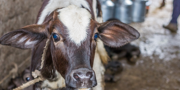 dairy videos - blog featured image