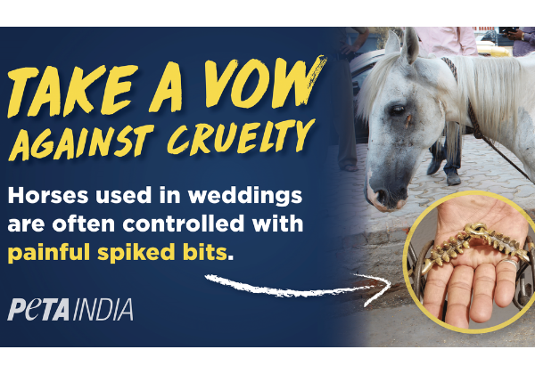‘क्रूरता के खिलाफ प्रतिज्ञा लें’: PETA इंडिया ने राष्ट्रव्यापी बिलबोर्ड अभियान के माध्यम से घोड़े-मुक्त शादियों का अनुरोध किया