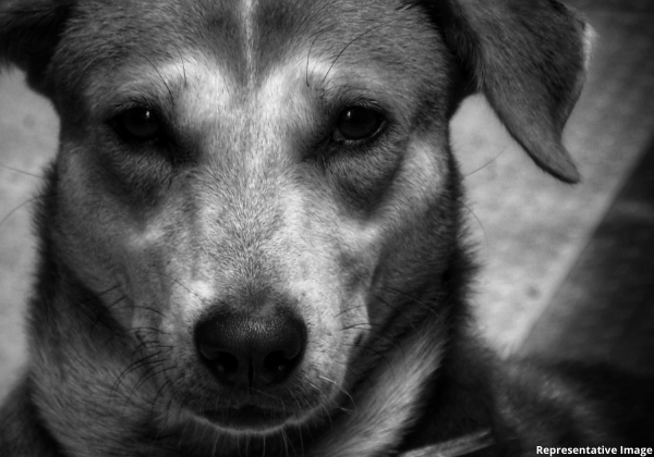 PETA इंडिया के दबाव के बाद, कोटा पुलिस ने मादा कुत्ते के साथ बलात्कार करने वाले अभियुक्त के खिलाफ़ FIR दर्ज़ कर उसे गिरफ़्तार किया