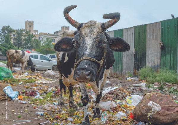 PETA इंडिया के साथ ‘विश्व सफाई दिवस’ पर जुडें और पशु एवं पर्यावरण संरक्षण में अपना योगदान दें