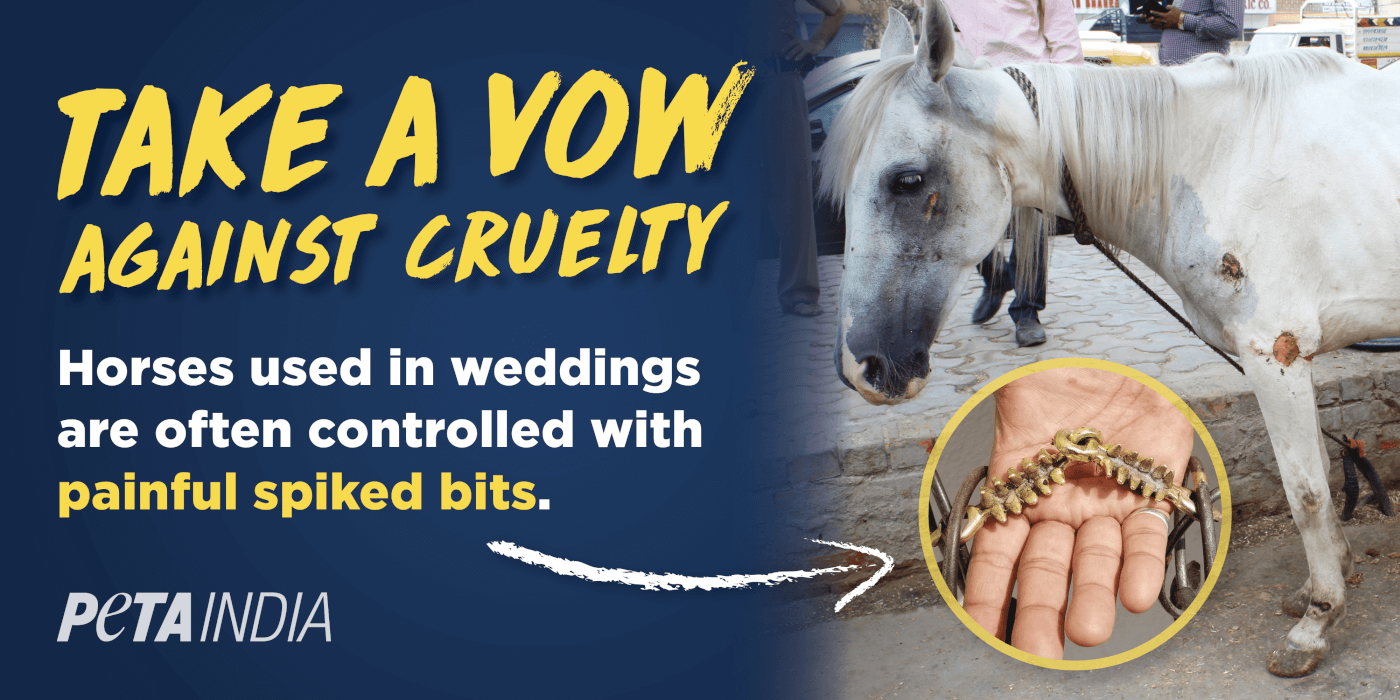 Take a Vow Against Cruelty': National PETA India Billboard Campaign Calls For Horse-Free Weddings - Blog - PETA India Take a Vow Against Cruelty': National PETA India Billboard Campaign Calls For Horse-Free Weddings - Blog - PETA India
