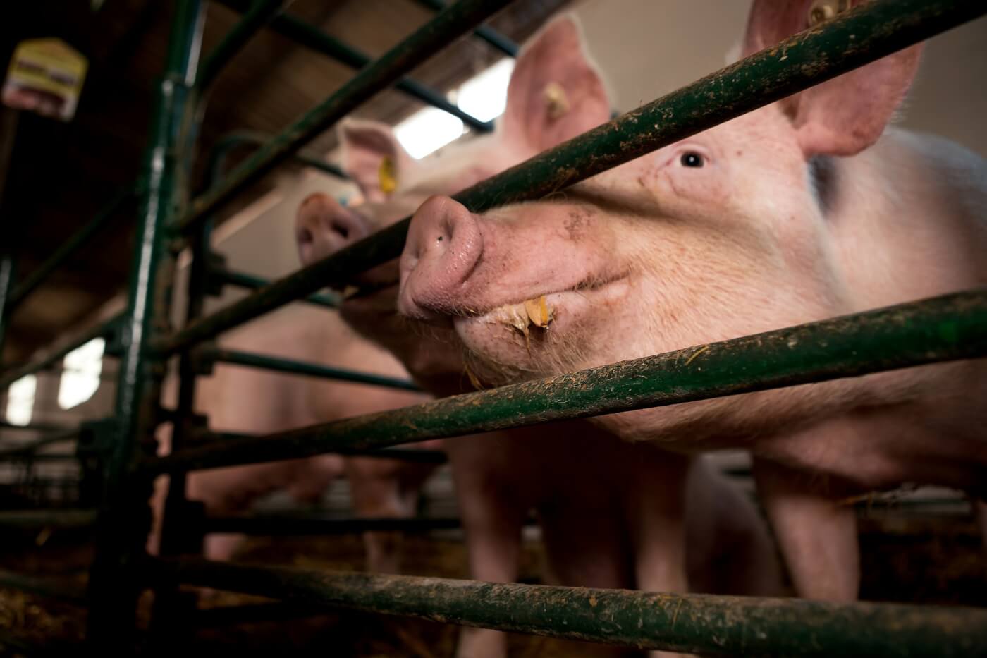 Goa Prohibits Cruel Crates Used to Confine Mother Pigs, Following PETA India Appeal - Blog - PETA India Goa Prohibits Cruel Crates Used to Confine Mother Pigs, Following PETA India Appeal - Blog - PETA India