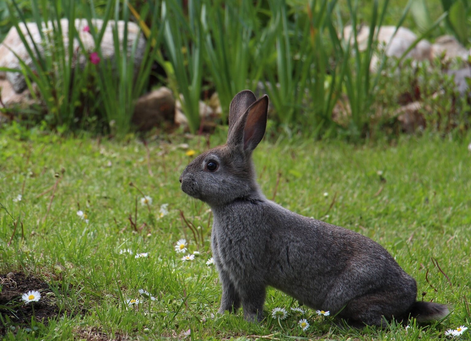 40 Bunny Facts to Make You Go Squee Blog PETA India 40 Bunny Facts to Make You Go Squee Blog PETA India
