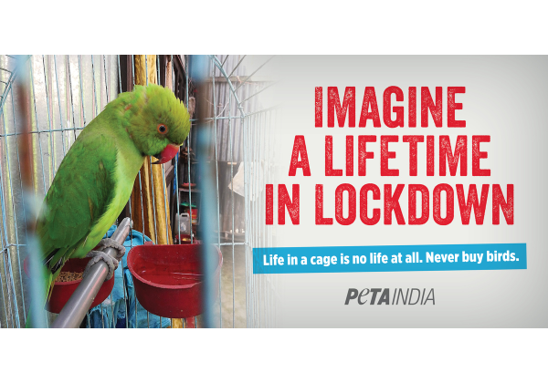 PETA इंडिया ने ‘आजीवन लॉकडाउन’ वाले बिलबोर्ड के माध्यम से कैदी पक्षियों की आज़ादी के लिए आवाज़ उठाई
