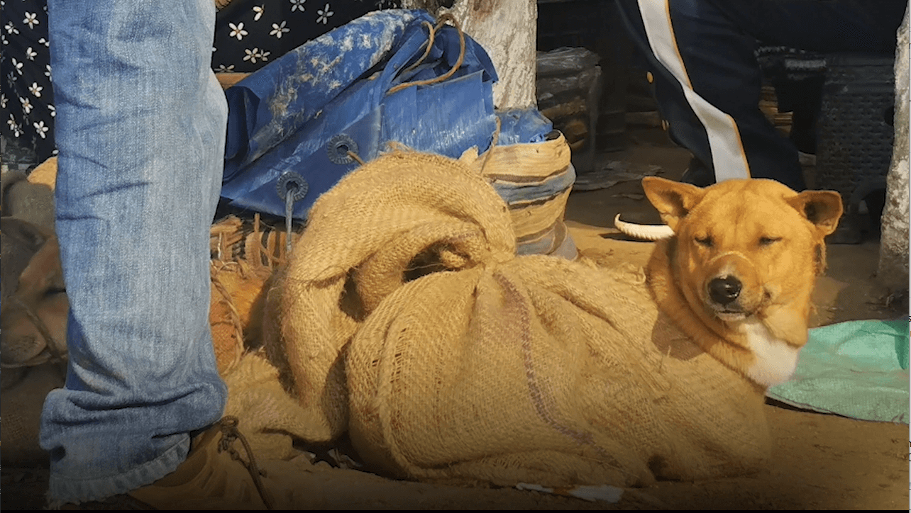 Is Selling Dogs Illegal In India