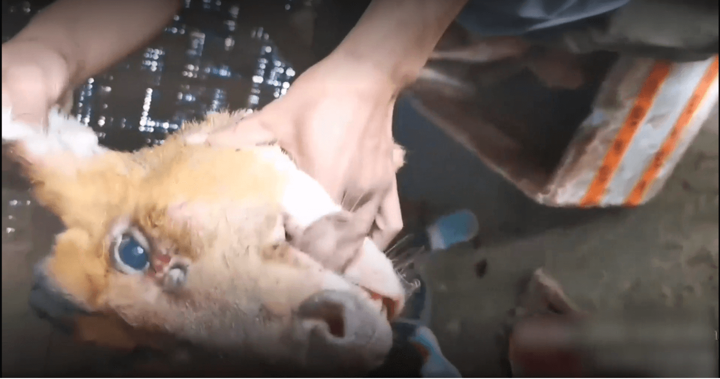 Breaking Investigation: Illegal Wildlife and Dog-Meat Markets Rife in Country - Living - PETA India Breaking Investigation: Illegal Wildlife and Dog-Meat Markets Rife in Country - Living - PETA India