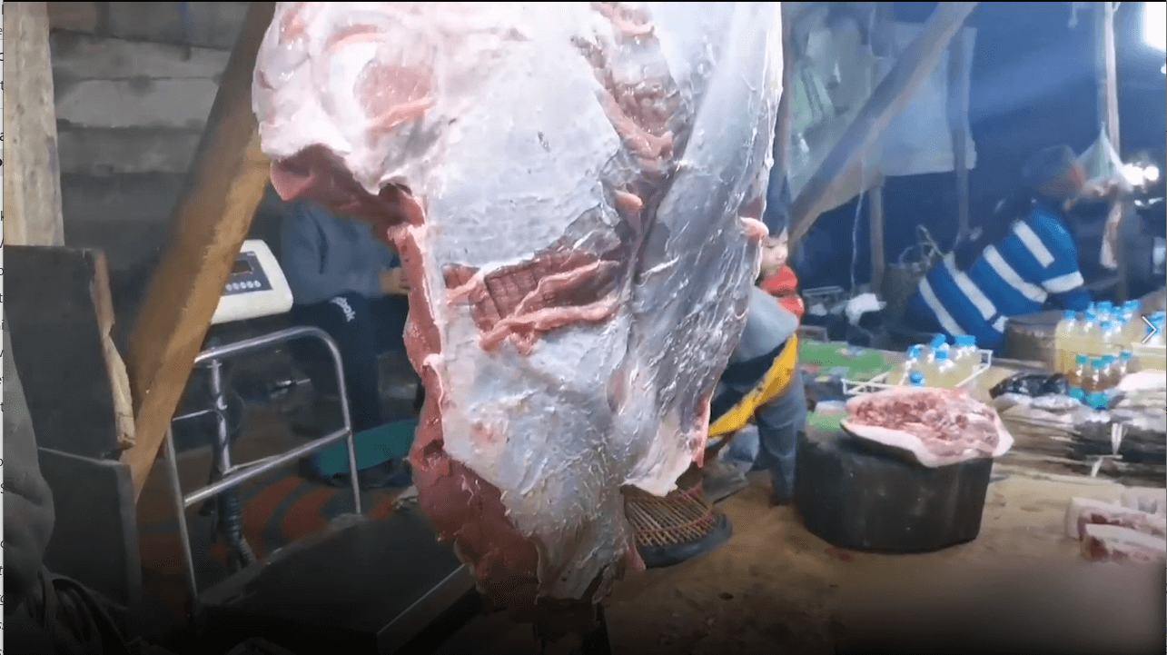 Breaking Investigation: Illegal Wildlife and Dog-Meat Markets Rife in Country - Living - PETA India Breaking Investigation: Illegal Wildlife and Dog-Meat Markets Rife in Country - Living - PETA India