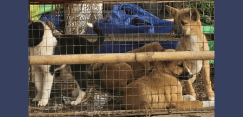 Breaking Investigation: Illegal Wildlife and Dog-Meat Markets Rife in Country