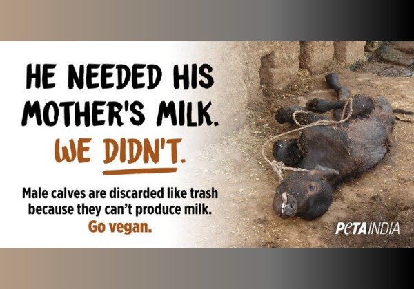 PETA India Delivers Plea for Calves During Nationwide World Vegan Month Campaign