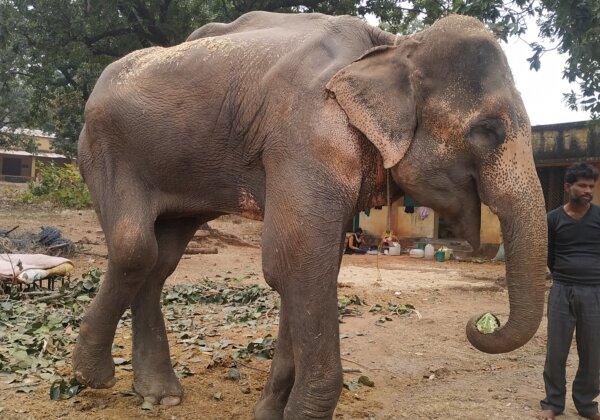 Skinniest Elephant in India in Urgent Need of Rescue