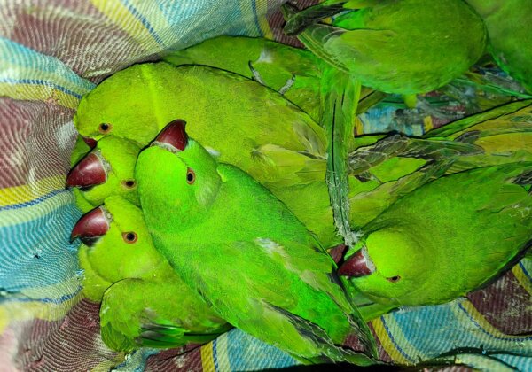 Parakeets Rescued in a Raid at Lucknow Market, Man Arrested Following PETA India Complaint