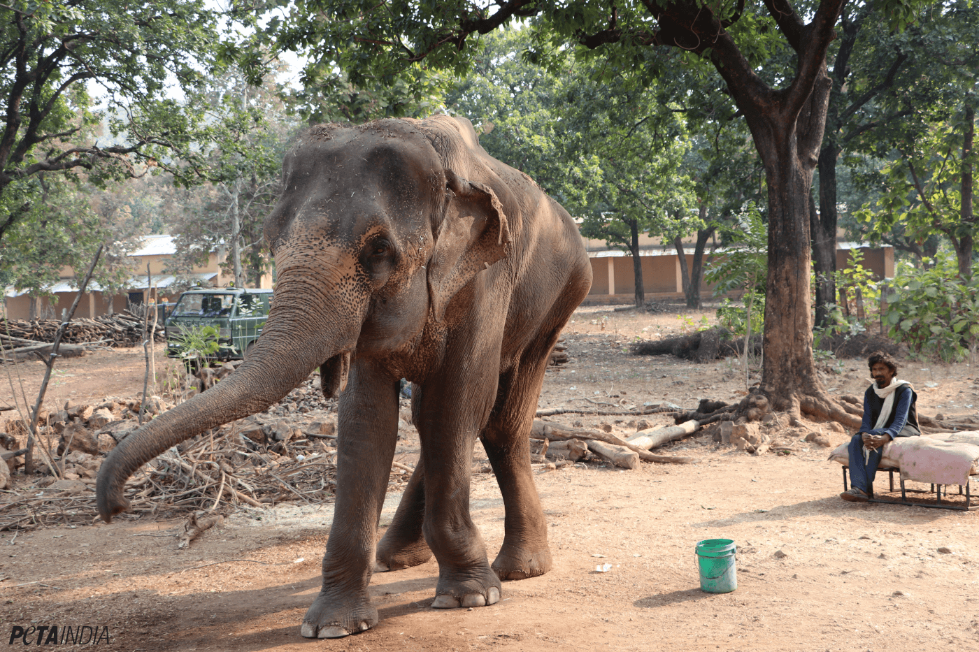 GREAT NEWS! 'India's Skinniest Elephant', Lakshmi, to Be ...
