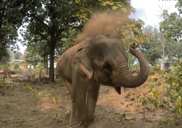 GREAT NEWS! ‘India’s Skinniest Elephant’, Lakshmi, to Be Rehabilitated, Following PETA India Campaign