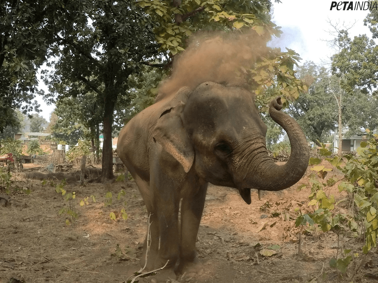 GREAT NEWS! ‘India’s Skinniest Elephant’, Lakshmi, to Be Rehabilitated, Following PETA India Campaign