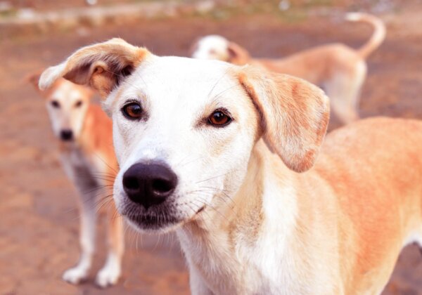 PETA इंडिया और PFA की कार्रवाई के बाद, ग्वालियर में कुत्ते के पैर काटने के जुल्म में एक अपराधी को गिरफ़्तार किया गया