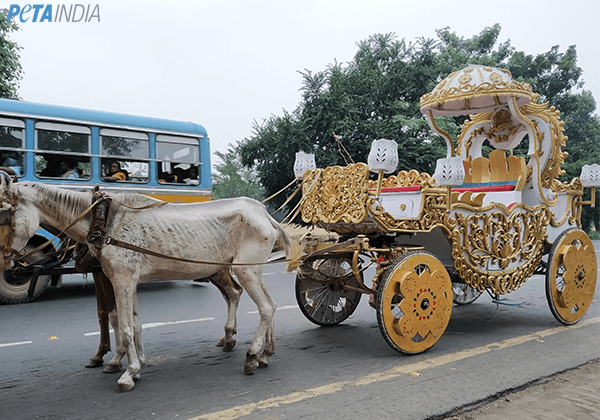 New Investigation Exposes Need to End Horse-Drawn Carriages in