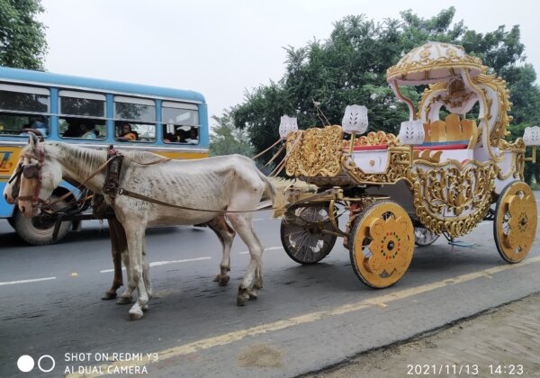 नई जांच से खुलासा हुआ कि कोलकाता में घोड़ों द्वारा खींची जाने वाली गाड़ियों की प्रथा को समाप्त करने की आवश्यकता है