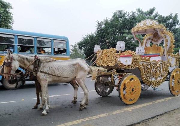New Investigation Exposes Need to End Horse-Drawn Carriages in Kolkata