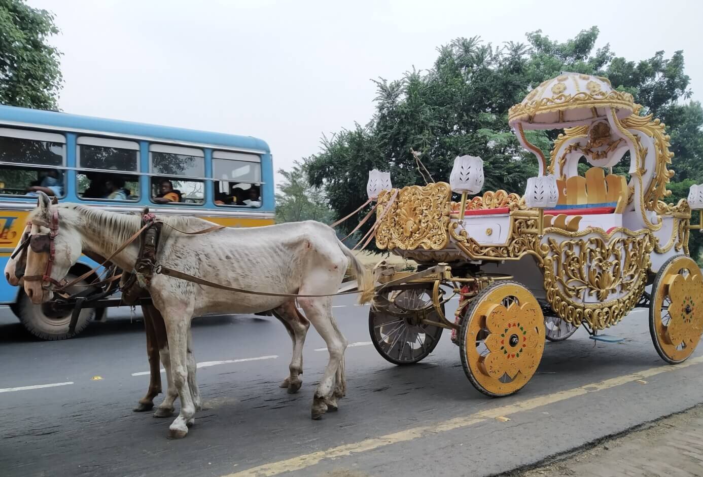 New Investigation Exposes Need to End Horse-Drawn Carriages in Kolkata