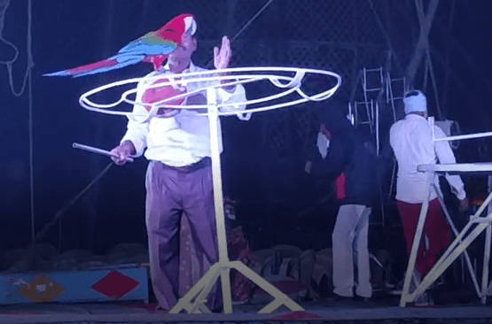Animal Welfare Board Calls On West Bengal to Seize Animals From Ajanta Circus Following PETA India Complaint - Blog - PETA India Animal Welfare Board Calls On West Bengal to Seize Animals From Ajanta Circus Following PETA India Complaint - Blog - PETA India