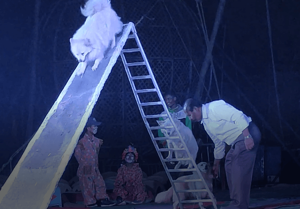 Animal Welfare Board Calls On West Bengal to Seize Animals From Ajanta Circus Following PETA India Complaint - Blog - PETA India Animal Welfare Board Calls On West Bengal to Seize Animals From Ajanta Circus Following PETA India Complaint - Blog - PETA India