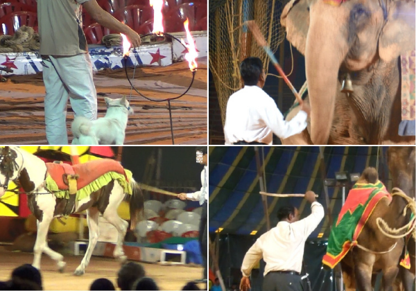 More Than 100 Veterinarians Petition for Rules Prohibiting the Use of Animals in Circuses