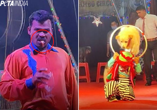 PETA इंडिया की शिकायत के बाद क्रूरता और अवमानना के मामले में रैम्बो सर्कस के खिलाफ FIR दर्ज की गयी