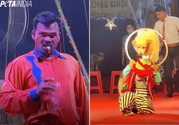 FIR Registered Against Rambo Circus for Cruelty, Violations Following Complaint by PETA India