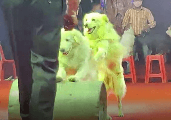 FIR Registered Against Rambo Circus for Cruelty, Violations Following  Complaint by PETA India - Blog - PETA India